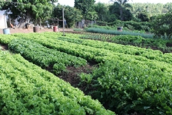 Horta do município fornece verduras e legumes para escolas, creches e Vila Vicentina