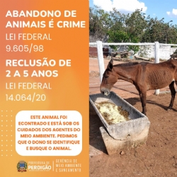 A Lei Federal 9 60598 torna crime o abandono de animais